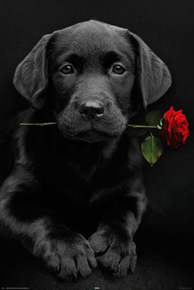 Hund Rose