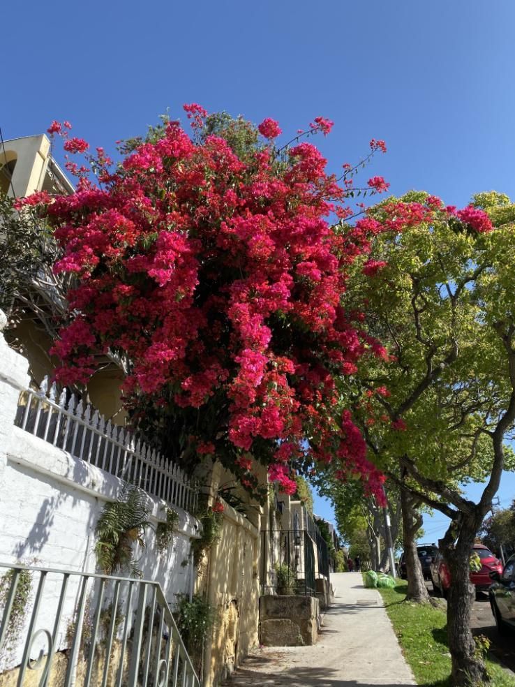 A Tree With Lots Of Pink Flowers On It — Coastal Gasfitting & Plumbing In Annandale, QLD
