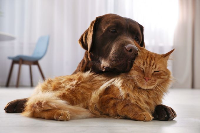 Un chien marron câline un chat tigré orange sur le sol d'une pièce lumineuse