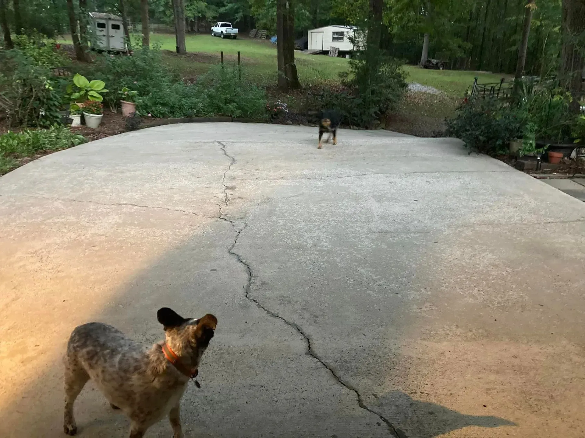 Two dogs on a concrete slab, one looking up, the other in the distance. Outdoors, trees in the background.