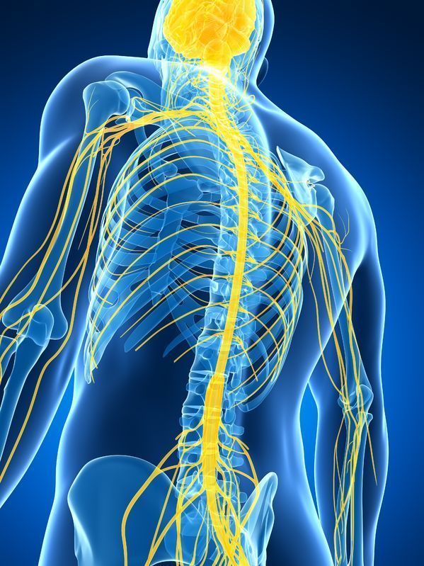 A computer generated image of a man 's spine and brain