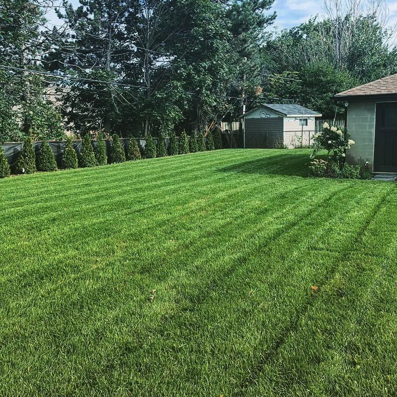 Lawn with green grass and parallel mowing stripes, bordering a row of trees, a shed, and a house.