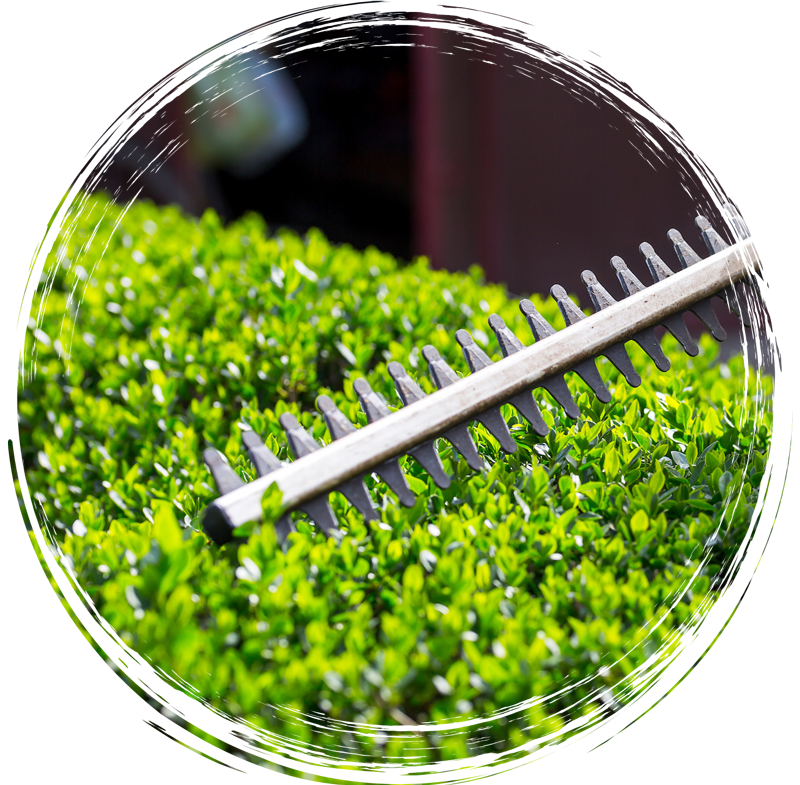 Close-up of a metal comb on bright green grass inside a circular frame