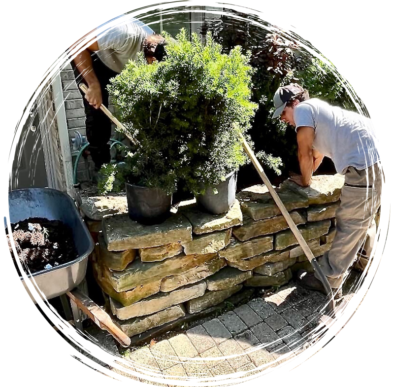 Two people are planting shrubs near a stone wall