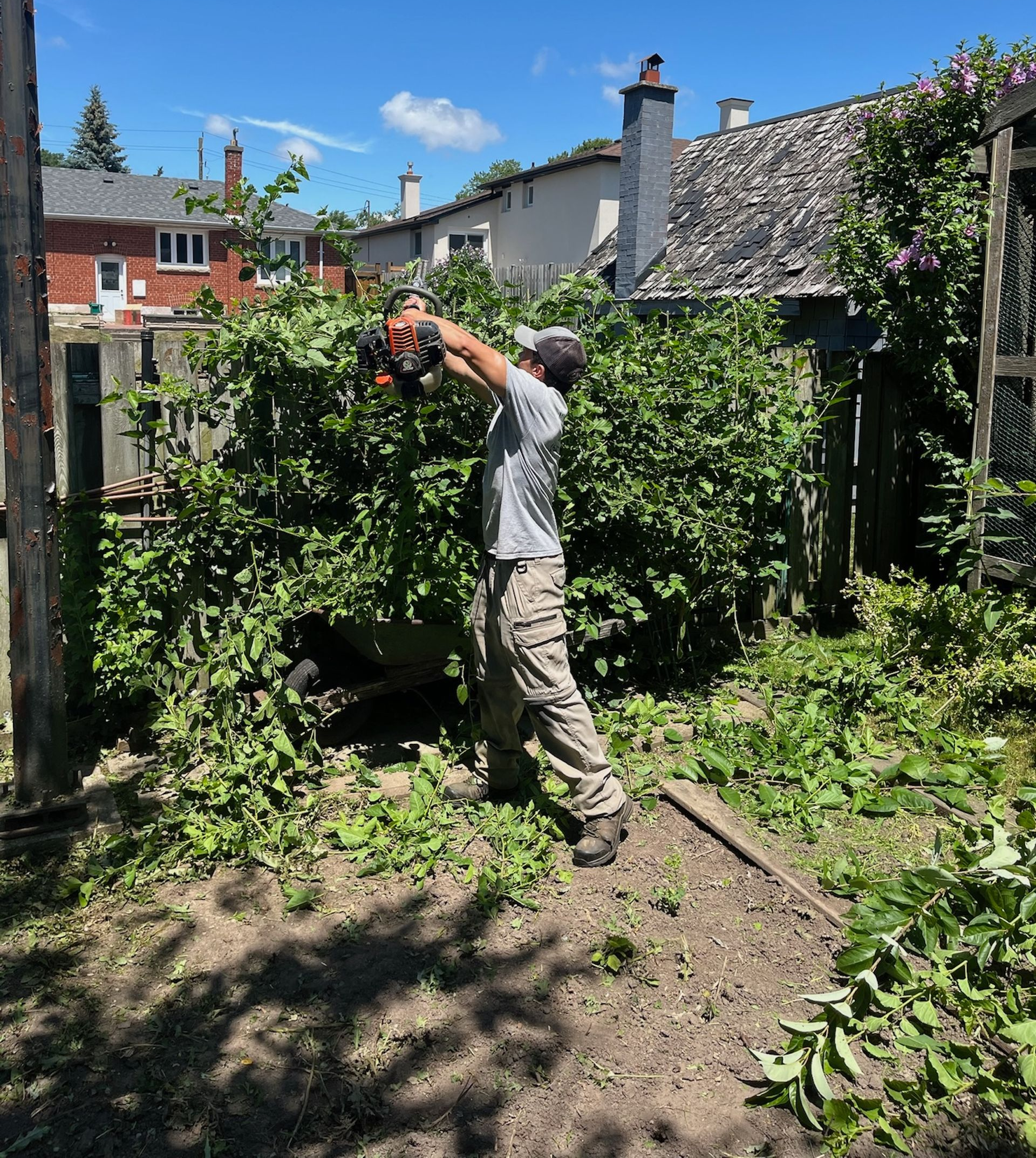 Person using a chainsaw to trim a large bush in a sunny backyard.