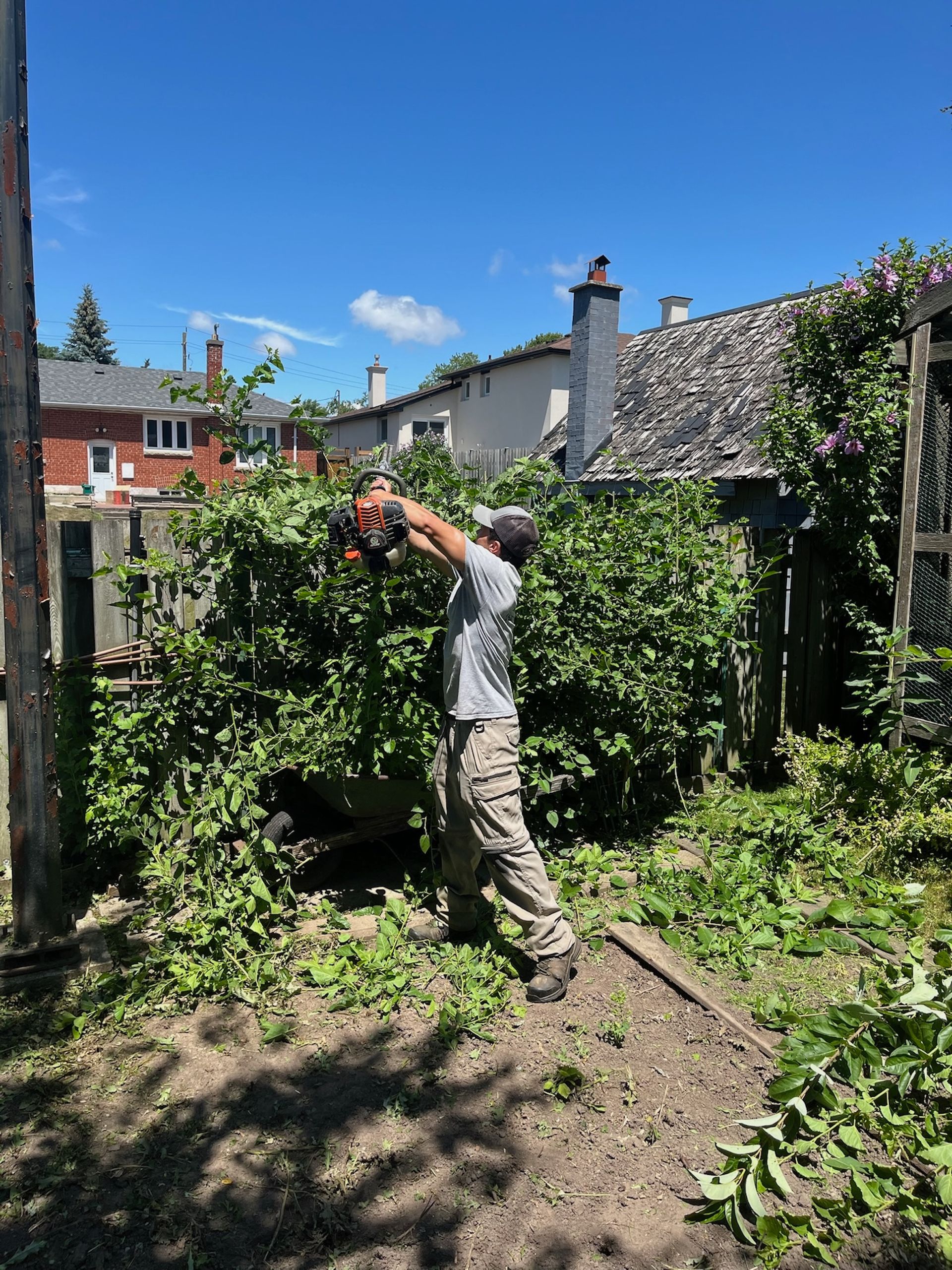 Person trimming a large bush in a sunny backyard.
