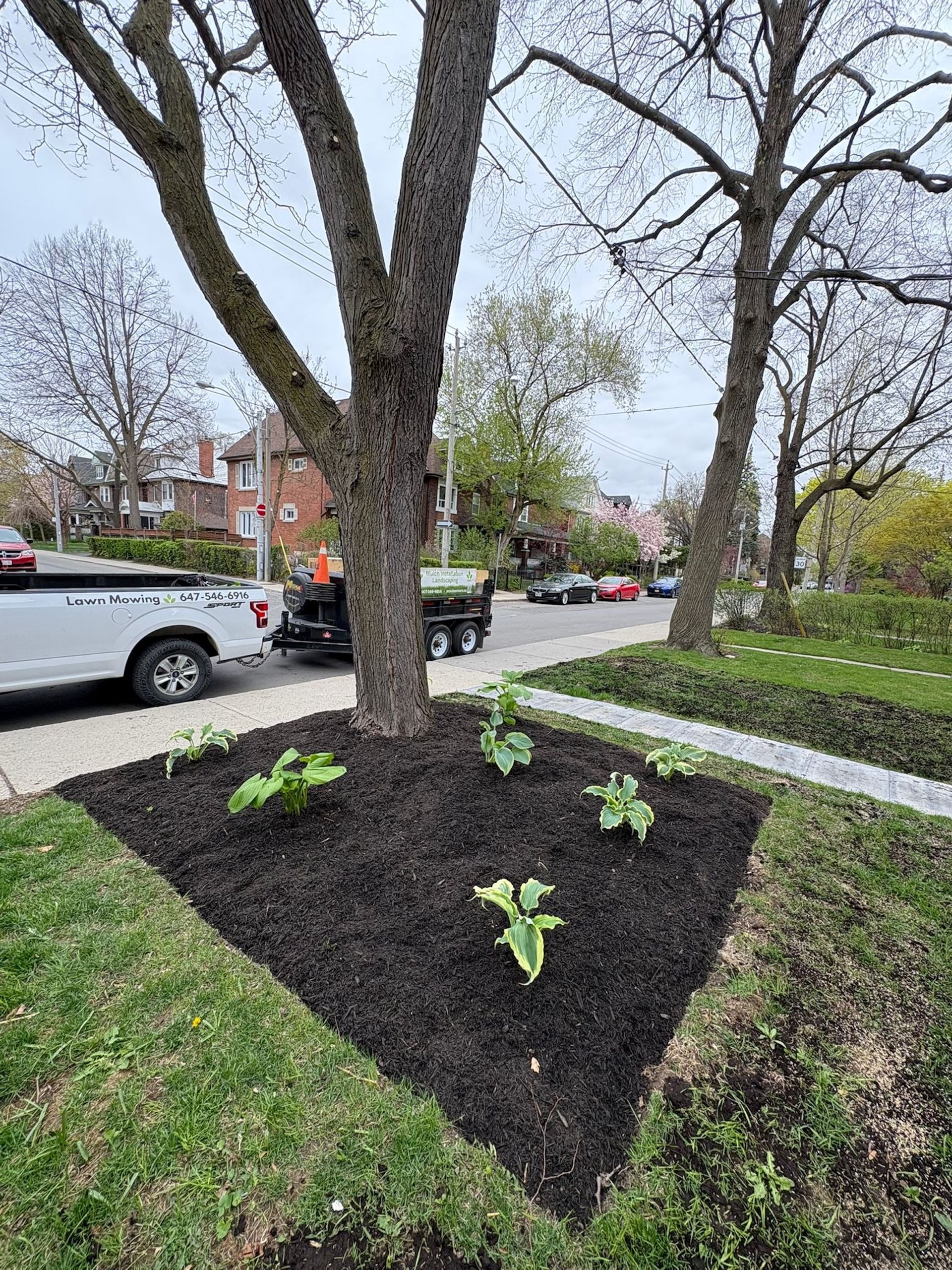 Triangular garden bed with mulch and small plants around a tree trunk, with a truck and street in the background.