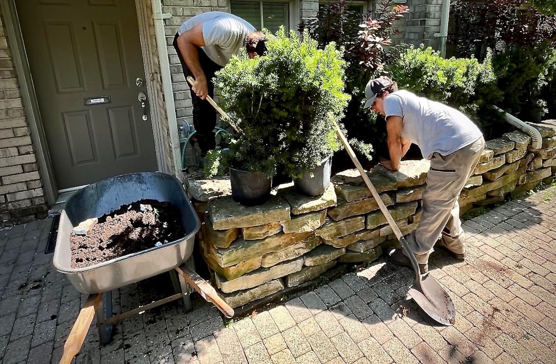 Two people gardening, using shovels. Wheelbarrow with dirt, stone wall, and green bushes.
