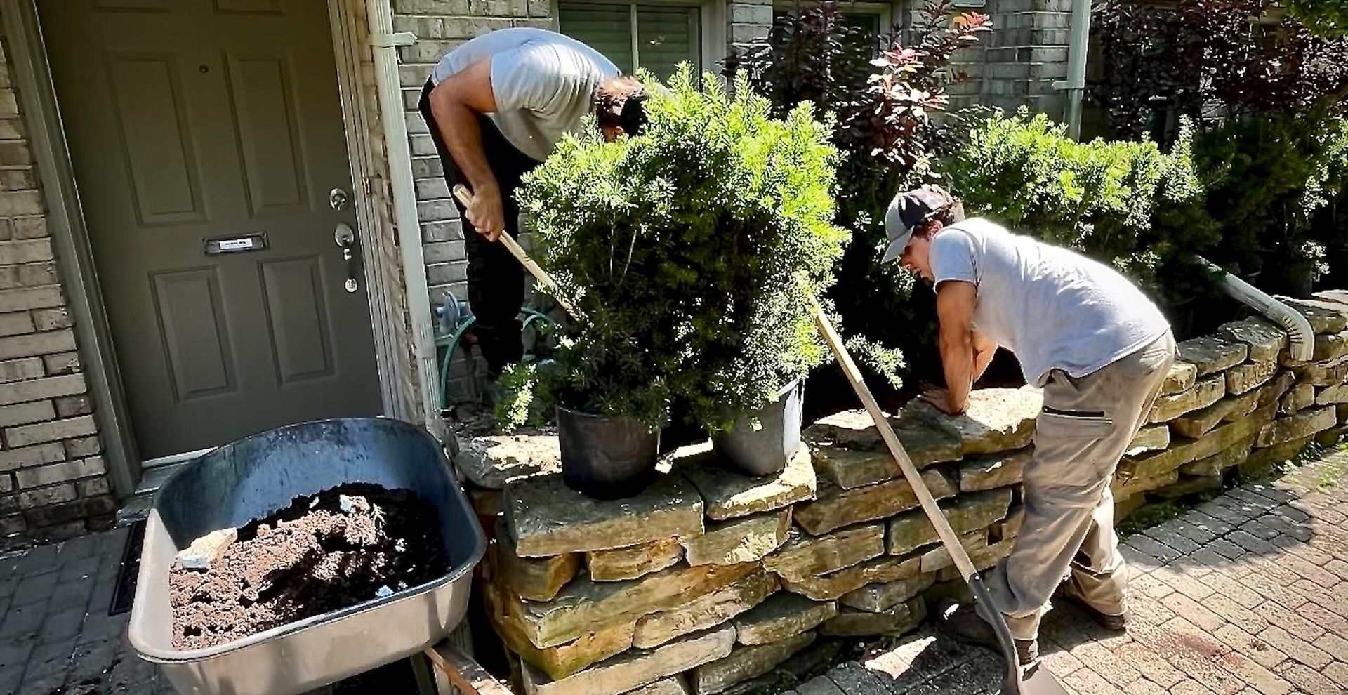 Two people planting shrubs next to a stone wall; a wheelbarrow of soil is nearby.