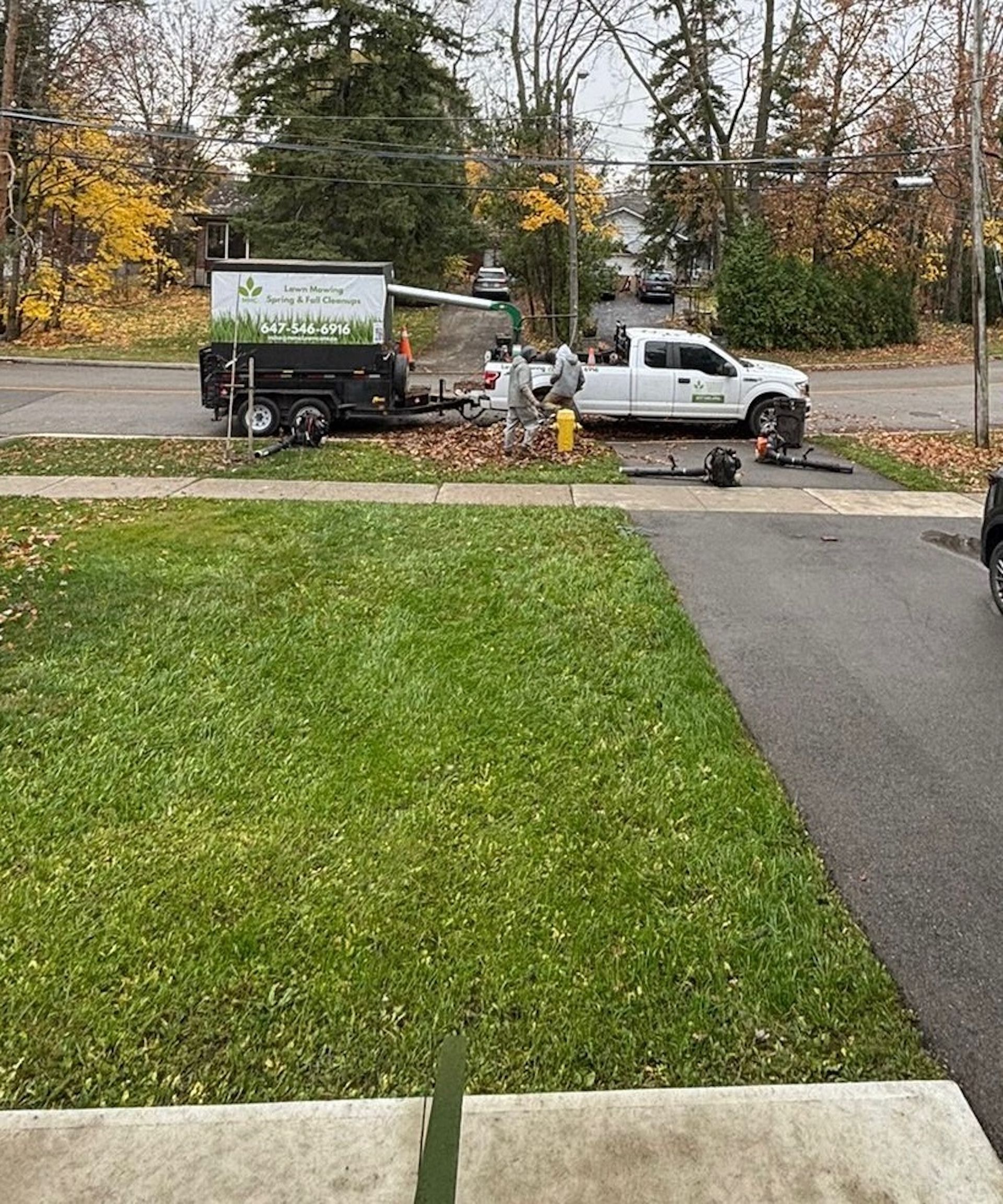 Landscapers loading leaves into a trailer with a white truck on a residential street. Green lawn in the foreground.