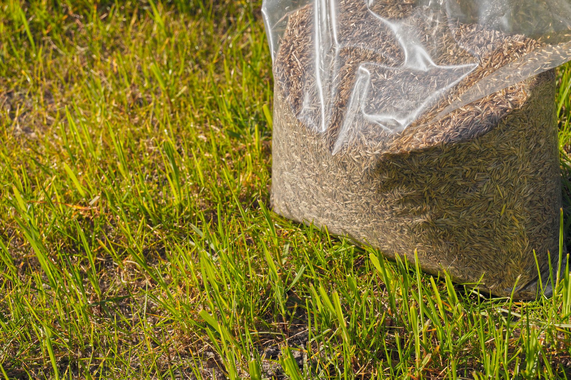 Bag of grass seed open on a patch of grass.