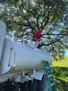 Person in red stands on a white tank atop a green ladder under a tree.