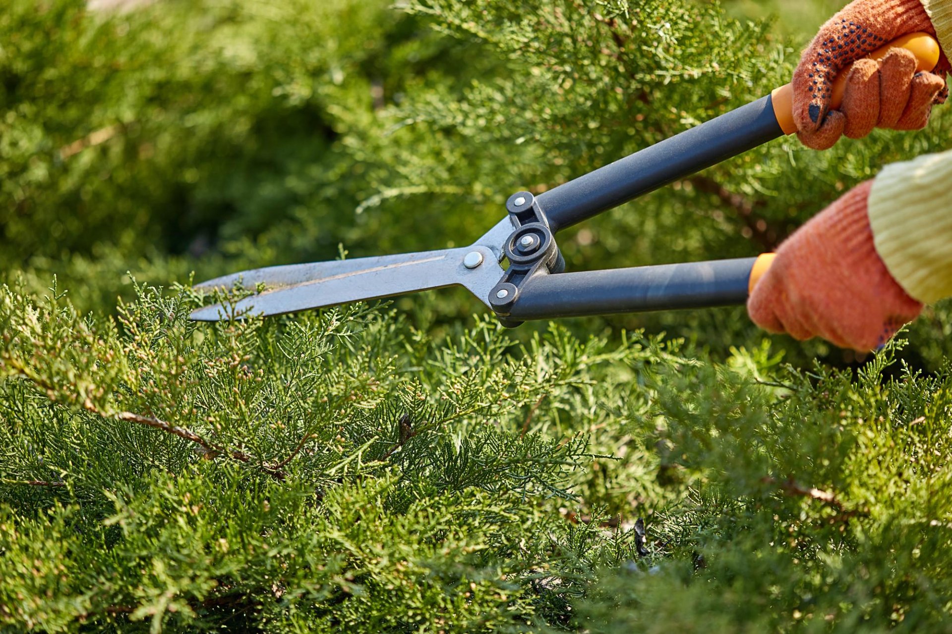 Tree Service Palacios Landscaping Hemet, Menifee, Murrieta