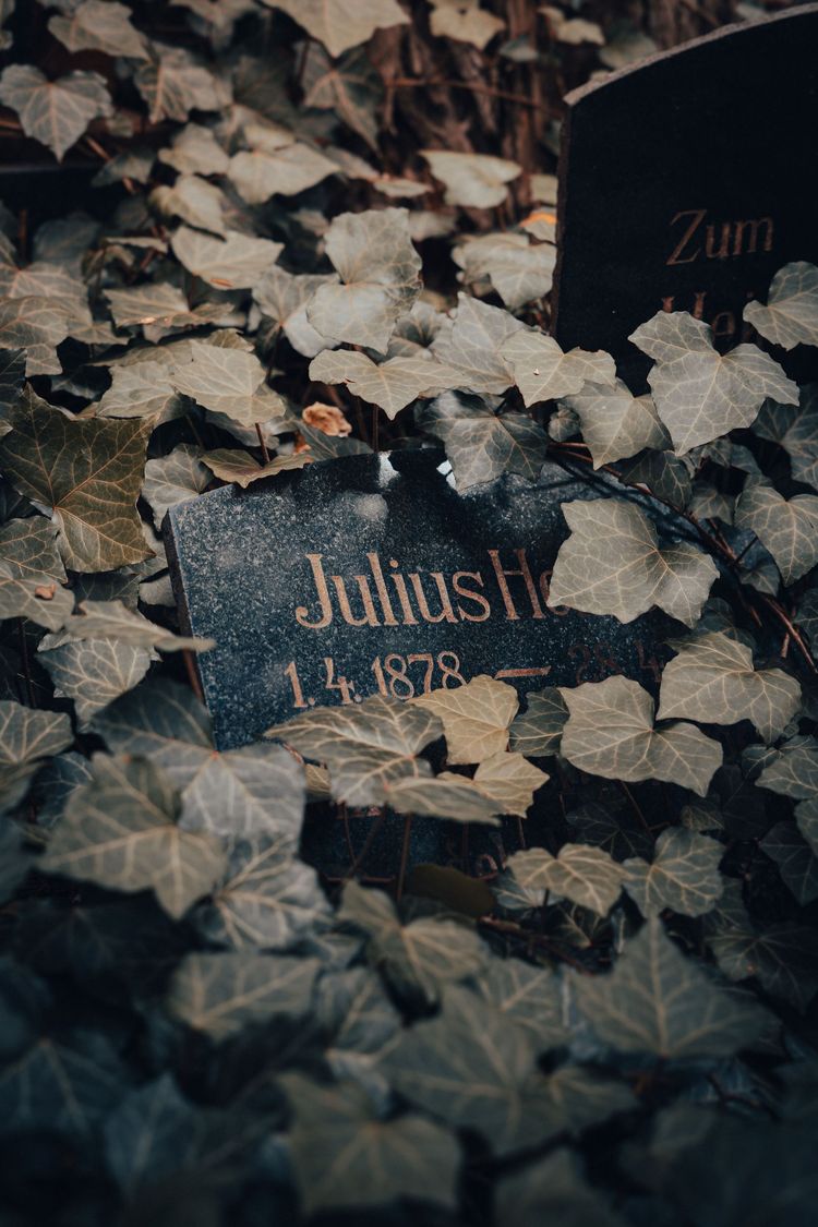 Dark stone grave marker reading “Julish” among fallen ivy leaves