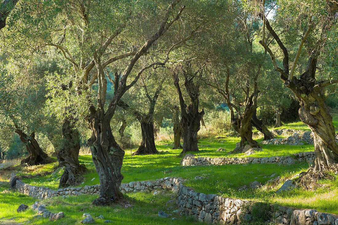 Ancient olive grove surrounding the yoga retreat centre in Corfu, Greece