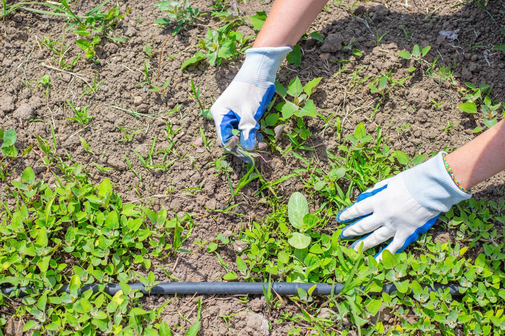 Hands wearing blue and white garden gloves pulling weeds from dry soil in a garden plot with a black irrigation hose.