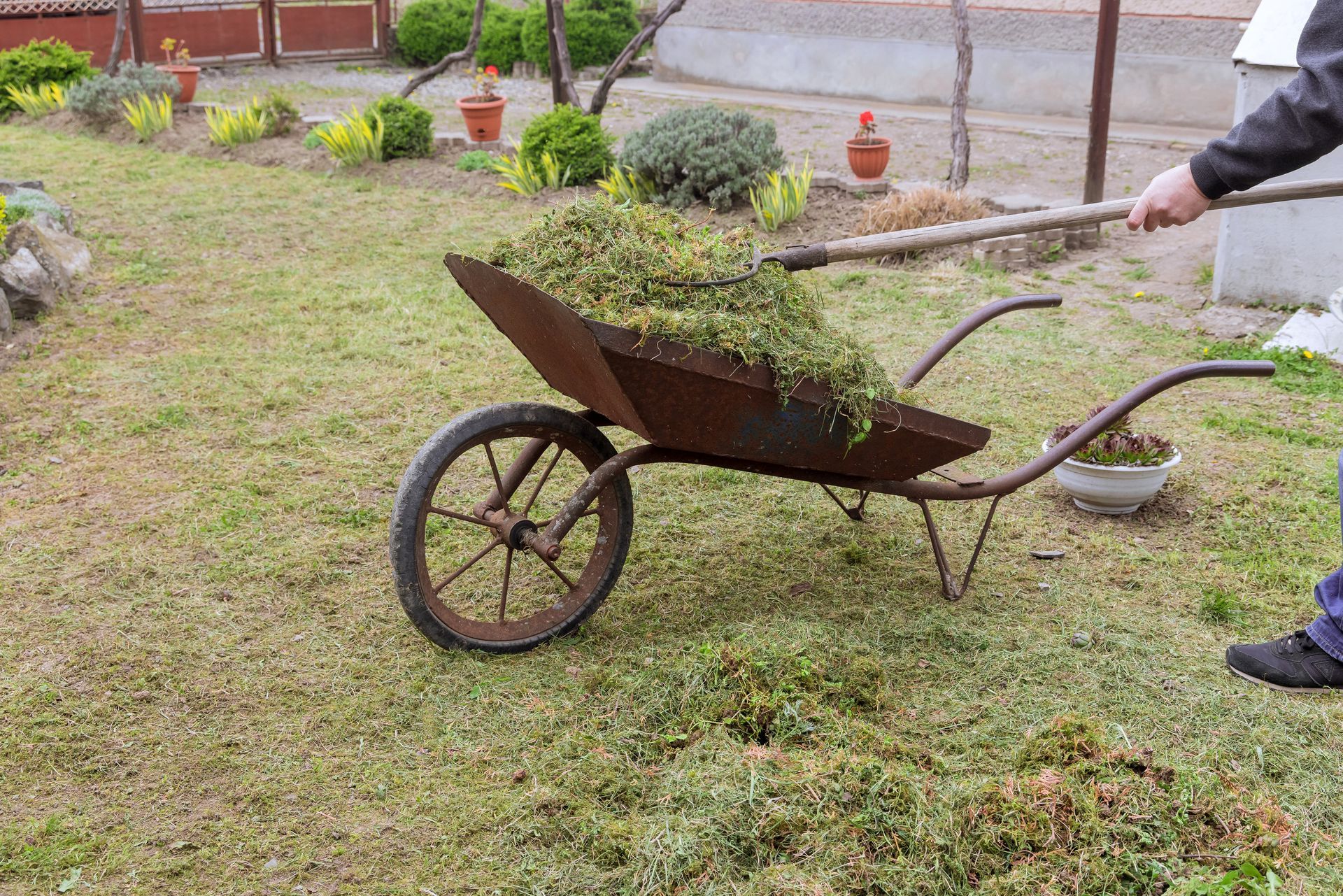 A person pushes a rusted wheelbarrow filled with freshly cut green lawn clippings across a grassy yard.
