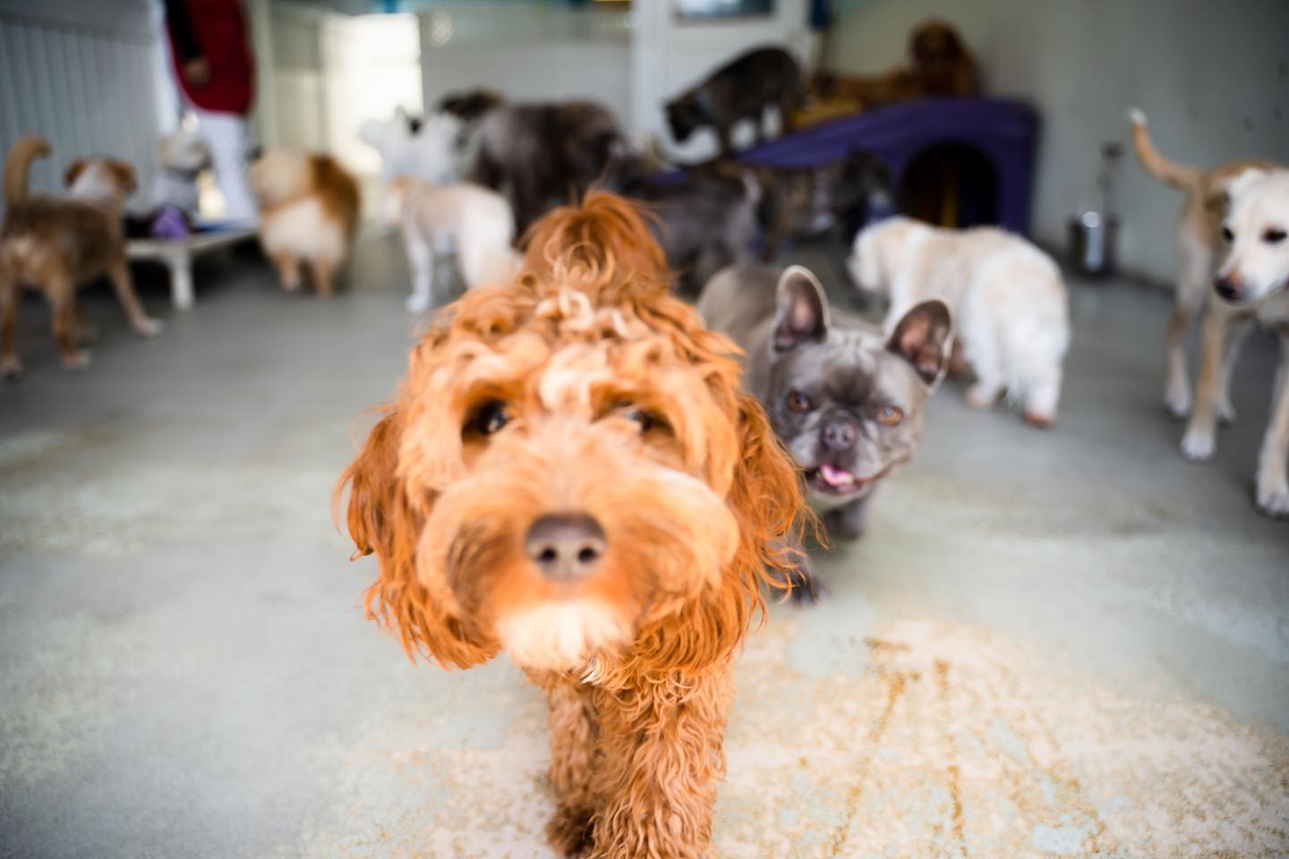 dog_gallery_6