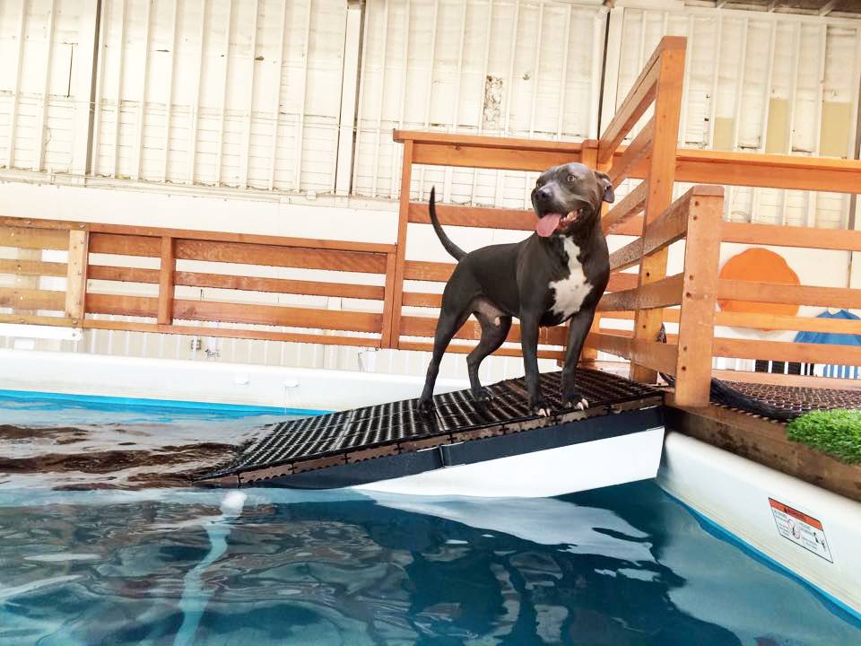 dog_gallery_11