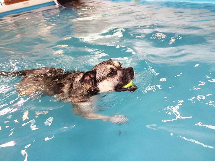 dog_gallery_12