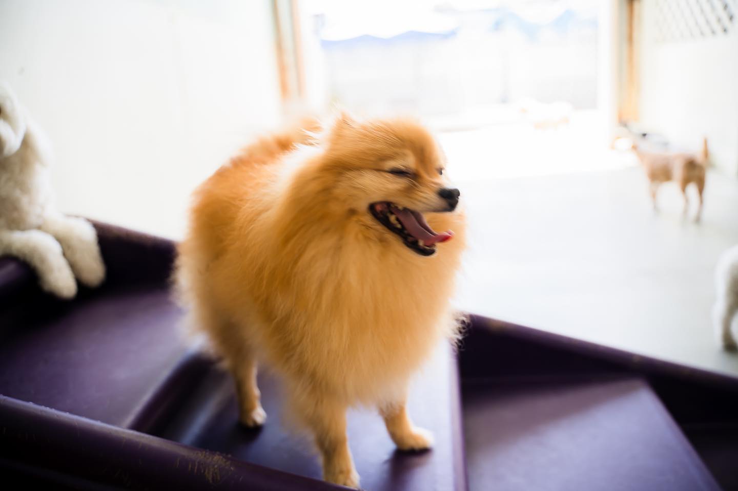 dog_gallery_7