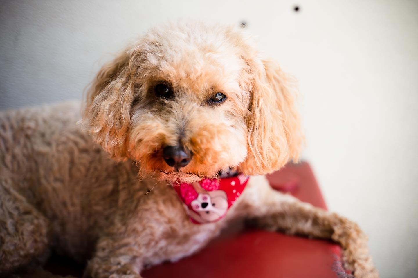 dog_gallery_5