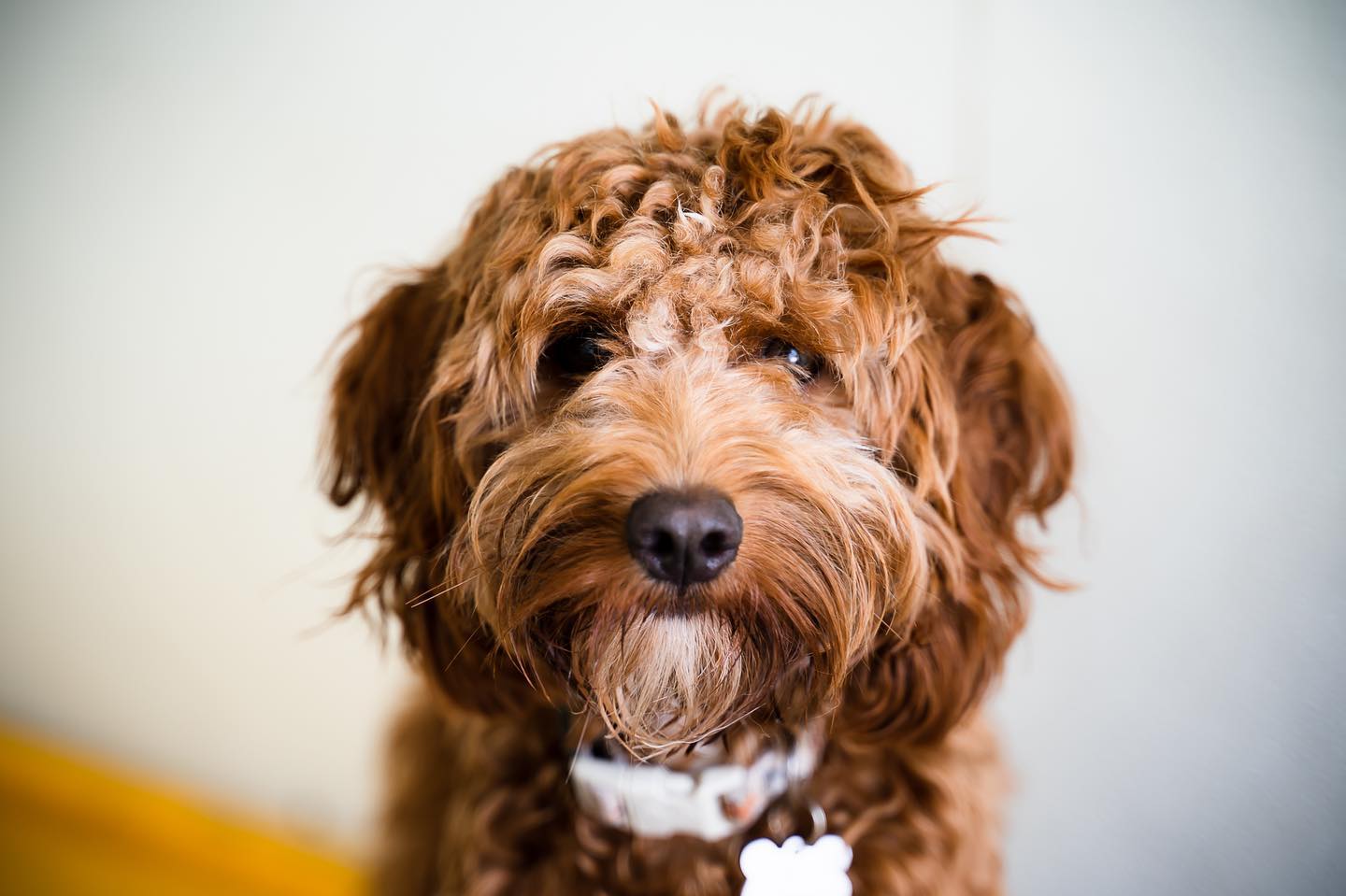 dog_gallery_3