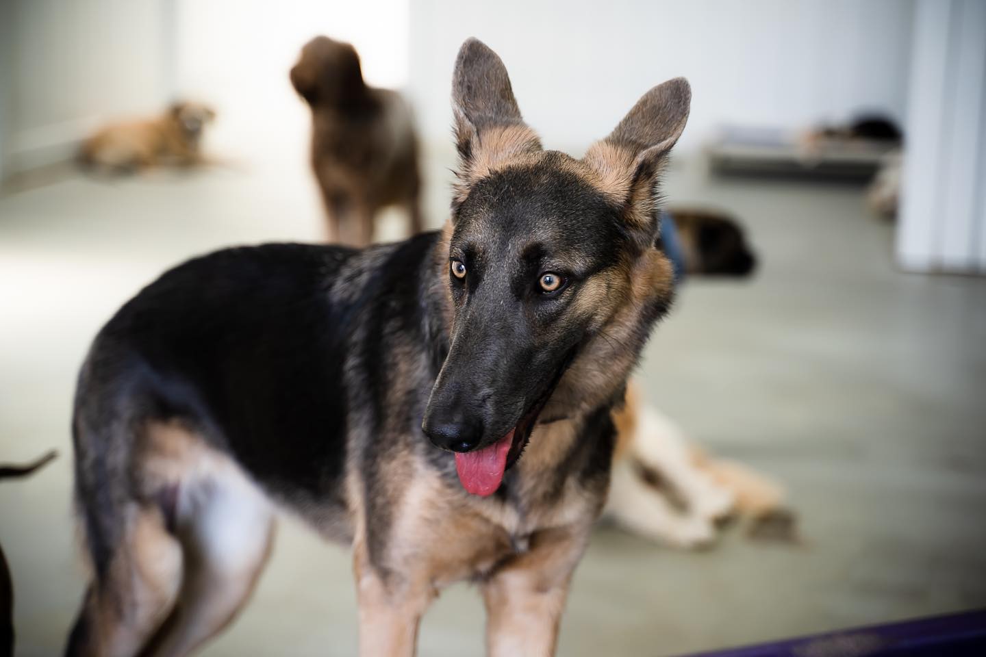dog_gallery_4
