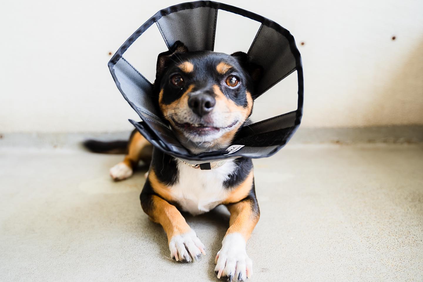 dog_gallery_1