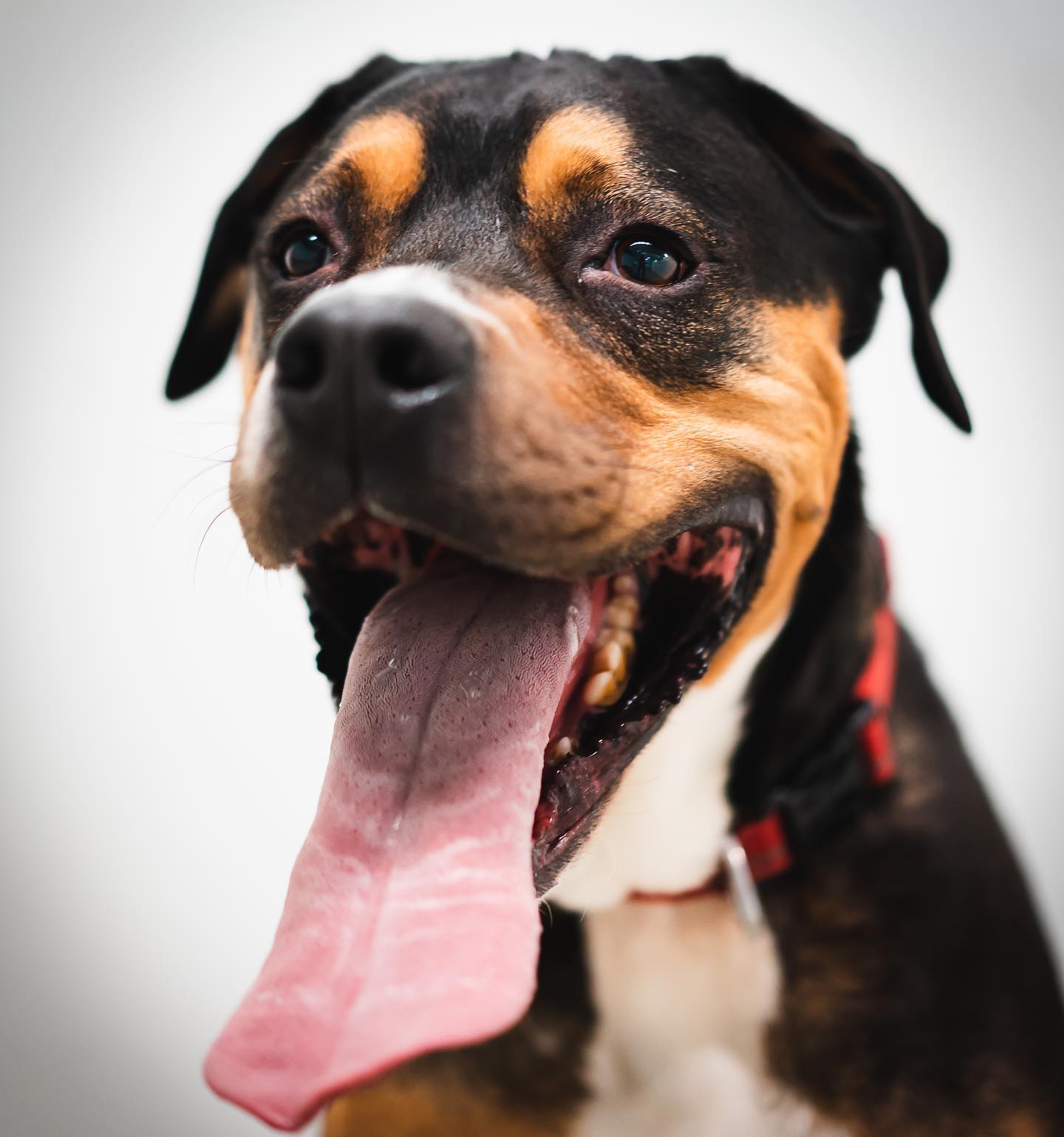 dog_gallery_10