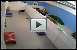 large_dog_area_2