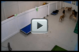 large_dog_area