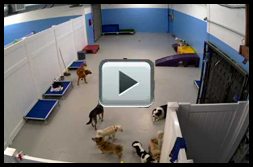 small_dog_area