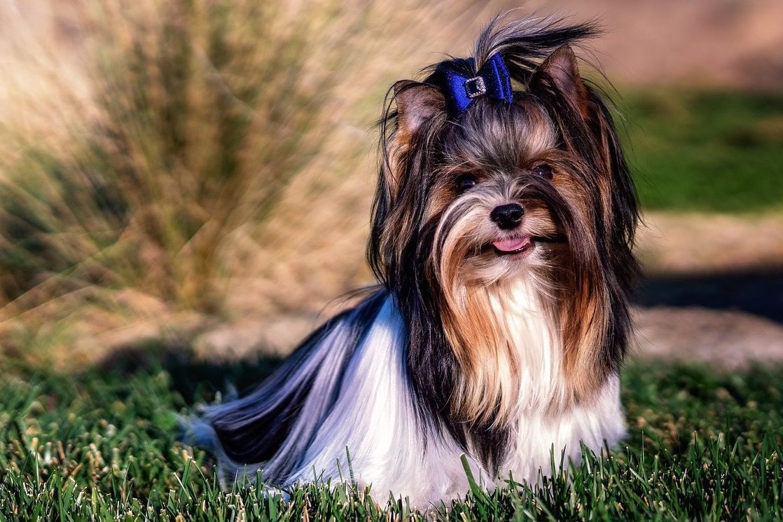 biewer terrier en durango
