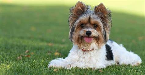 biewer terrier en venta