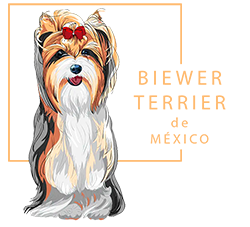 biewer terrier  venta