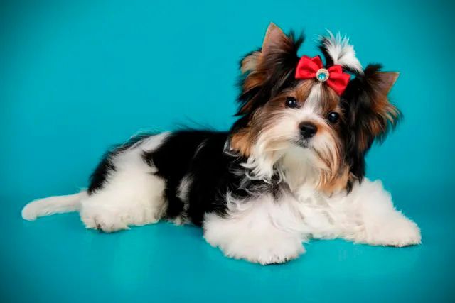 Criaderos de biewer terrier en guadalajara