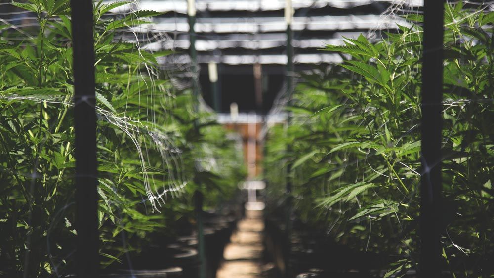 Cannabis Accounting Software Cannabis Accounting Software