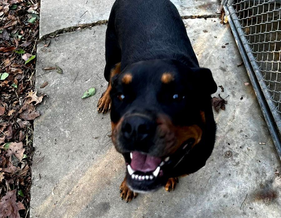 Black-and-tan Rottweiler looking up on a concrete path, mouth open and panting