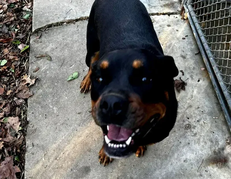 Black-and-tan Rottweiler looking up on a concrete path, mouth open and panting