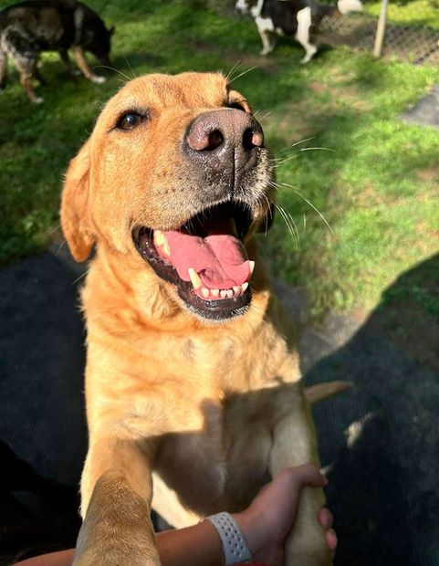 Golden retriever smiling with paws on a person's hands in a sunny grassy park