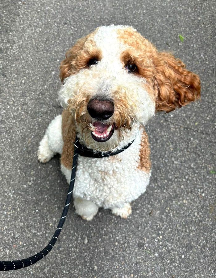 Curly-haired white and brown dog on a leash, sitting on pavement and looking up with mouth open.