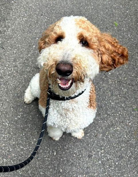 Curly white-and-brown dog sitting on a leash on pavement, looking up with mouth open