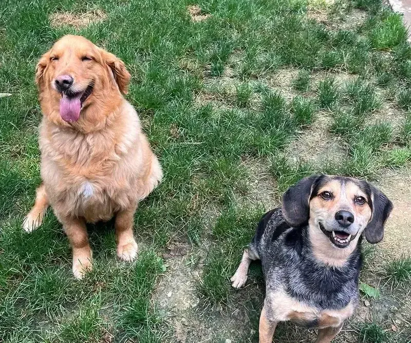 Two happy dogs sitting on grass, one golden and one black-and-tan, looking up at the camera.