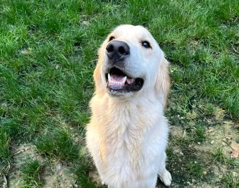 Golden retriever sitting on grass, looking up with mouth open and tongue out.