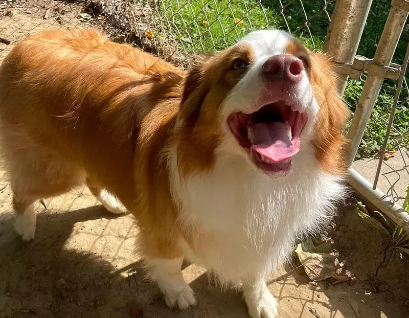 Brown-and-white dog standing outdoors, looking up with mouth open and tongue out.