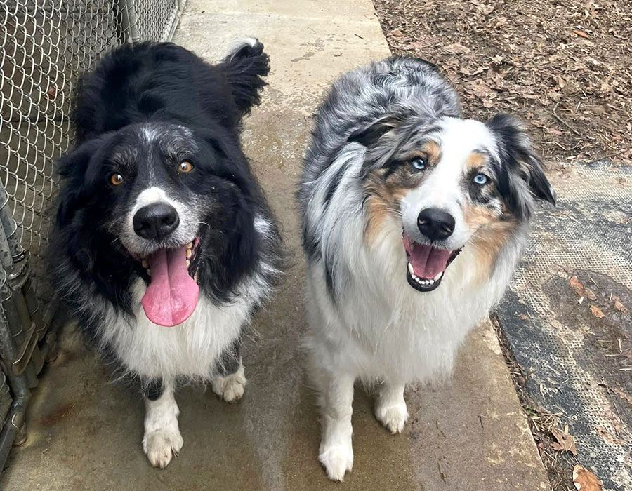 Two black-and-white dogs standing on a wet path, both looking at the camera and panting.