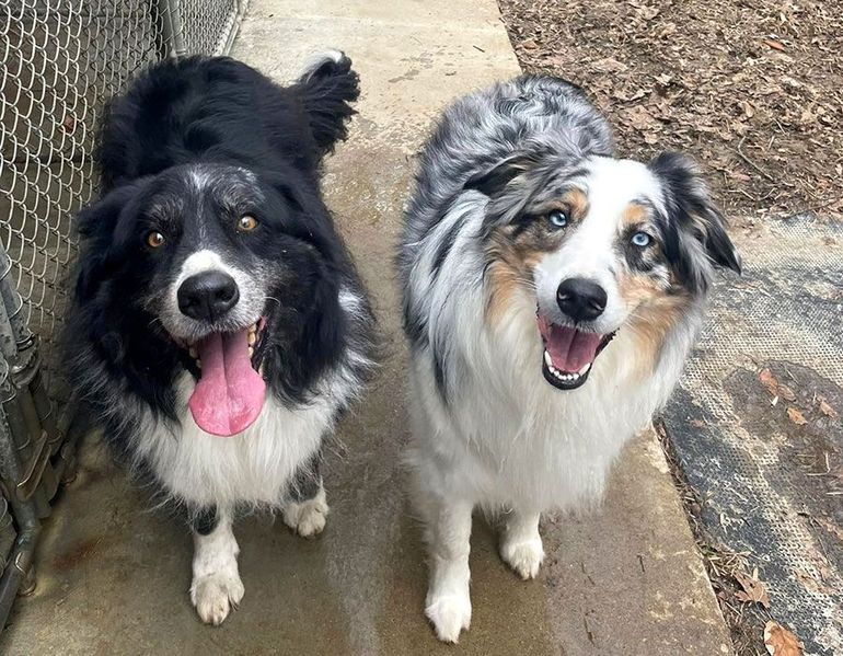 Two fluffy black, white, and gray dogs sitting on a wet walkway, both panting with bright expressions