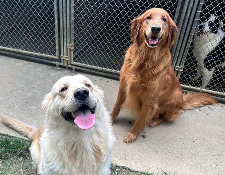Two golden retrievers sit by a fenced gate, one close to camera and one in back, both panting happily.