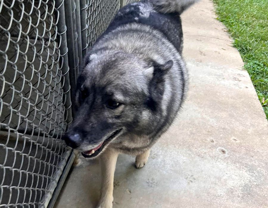 Gray dog walking beside a chain-link fence on a concrete path, mouth slightly open.